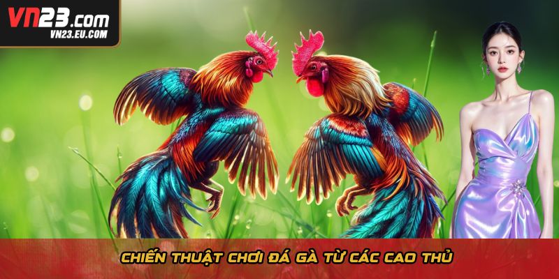Chiến thuật chơi đá gà từ các cao thủ