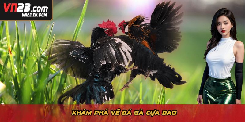 Khám phá về đá gà cựa dao