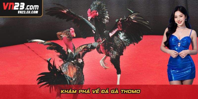Khám phá về đá gà Thomo